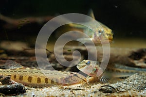 Spined loach on sand bottom with blurred figure of monkey goby and gudgeon, wild caught freshwater fish of Southern Bug river