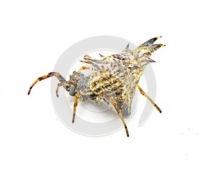 spined micrathena or castleback orbweaver orb weaver spider - Micrathena gracilis - female isolated on white background back rear photo