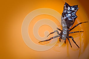 Spined Micrathena Spider