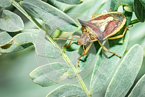 Spined soldier bug Podisus maculiventris