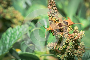 Spined soldier bug (Podisus maculiventris), Cape Town