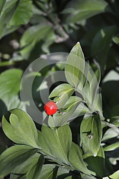 Spineless butchers broom