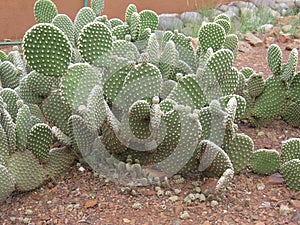 Spineless Cactus, also called hairless