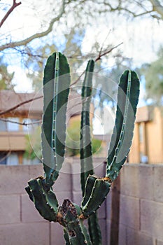 Spineless Cereus Catus in Winter