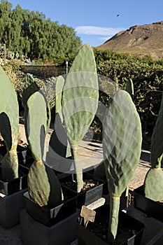 Spineless Opuntia ficus indica cactus plants in the garden