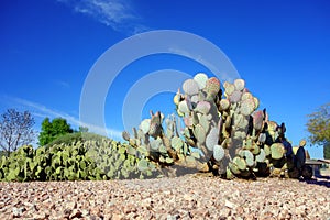 Spineless Prickly Pear Cacti in Xeriscaping