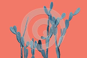 Spineless Prickly Pear Cactus in Blue Tone Color on Colorful Bright Pink Background