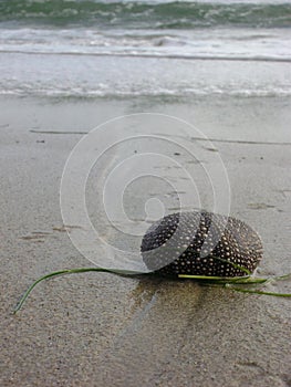 Spineless sea urchin on beach above waterline
