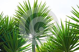 Spineless Yucca (Yucca Elephantipes) is the tallest of the Yuccas.