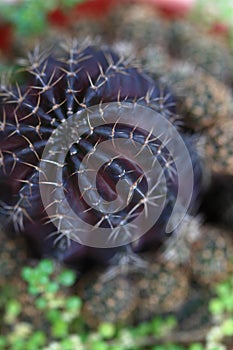 Spines