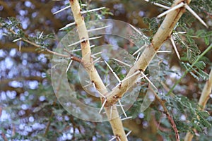 spines of acacia tree in Aswan