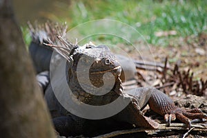 Spines Along the Back of an Iguana in the Tropics