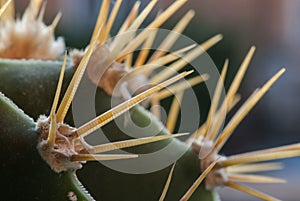 Spines of Astrophytum ornatum photo