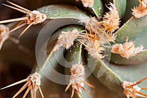 Spines of Astrophytum ornatum photo