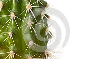 Spines on cactus