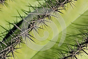 Spines on cactus photo