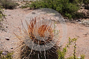 Spines on Cactus head, Camino al Hornocal, Argentina