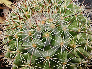 The spines of cactus were spreading