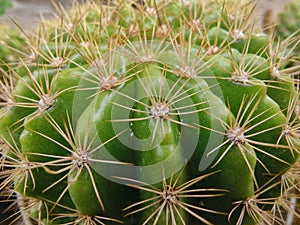 The spines on the Echinopsi cactus were spreading