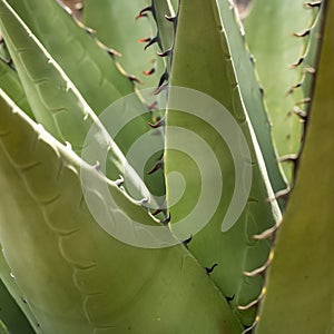 Spines On The Edge Of Agave Plant Leaves