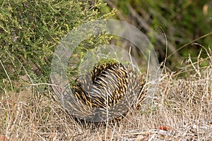 Spines and fur of Echidna (spiny anteaters) walking in the wild photo