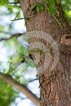 Spines Gleditsia triacanthos photo
