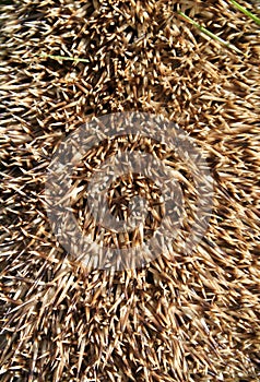 Spines on a hedgehog erinaceus europaeus photo