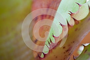 Spines on the leaves