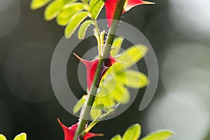 Spines of Rosa omeiensis.