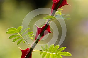 Spines of Rosa omeiensis.
