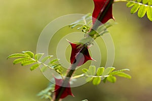 Spines of Rosa omeiensis.