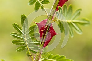 Spines of Rosa omeiensis.