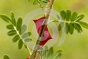Spines of Rosa omeiensis.