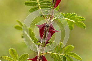 Spines of Rosa omeiensis.