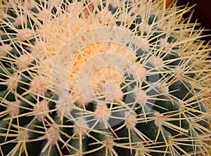 Spines and Thorns - Echinocactus grusonii - Close up of Cactus