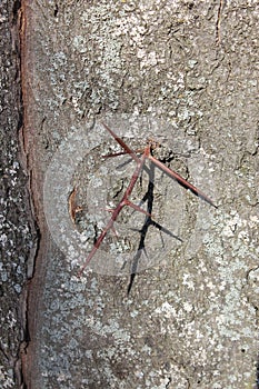 Spines on the trunk of the acacia tree