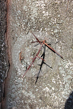 Spines on the trunk of the tree acacia