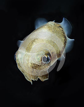 Spinesless cuttlefish, sepiella inermis