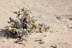 Cholla Cactus near El Golfo de Santa Clara, Sonora, Mexico photo