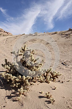 Cholla Cactus near El Golfo de Santa Clara, Sonora, Mexico photo