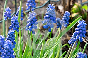 Sping flowers. Grape hyacinth Muscari. Blue Muscari. Mouse hyacinth