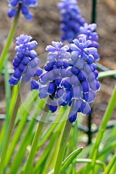 Sping flowers. Grape hyacinth Muscari. Blue Muscari. Mouse hyacinth