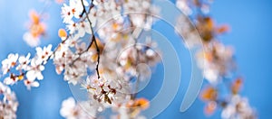 Sping season background with blossoming branches