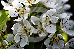 Sping Time White Pear Blossom in close up
