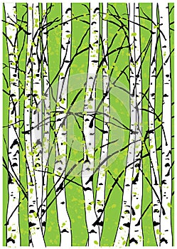 Sping vector illustration of beech trees forest. Beautiful birch trees.