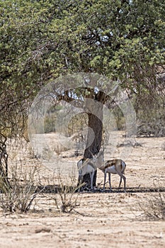 Spingbock in tree shadow, south of Hobas, Namibia