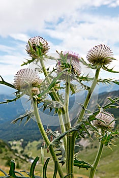 Spiniest Thistle in the German Alps photo