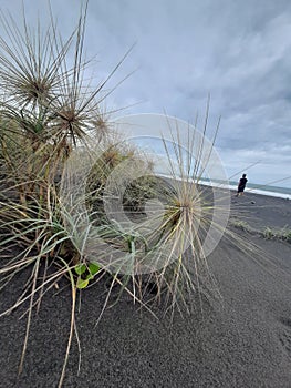 SPINIFEX