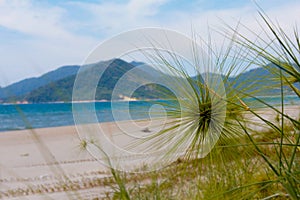 Spinifex On A Beach And Mountain