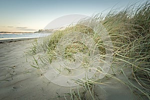 Spinifex Coastal Grass at Beach